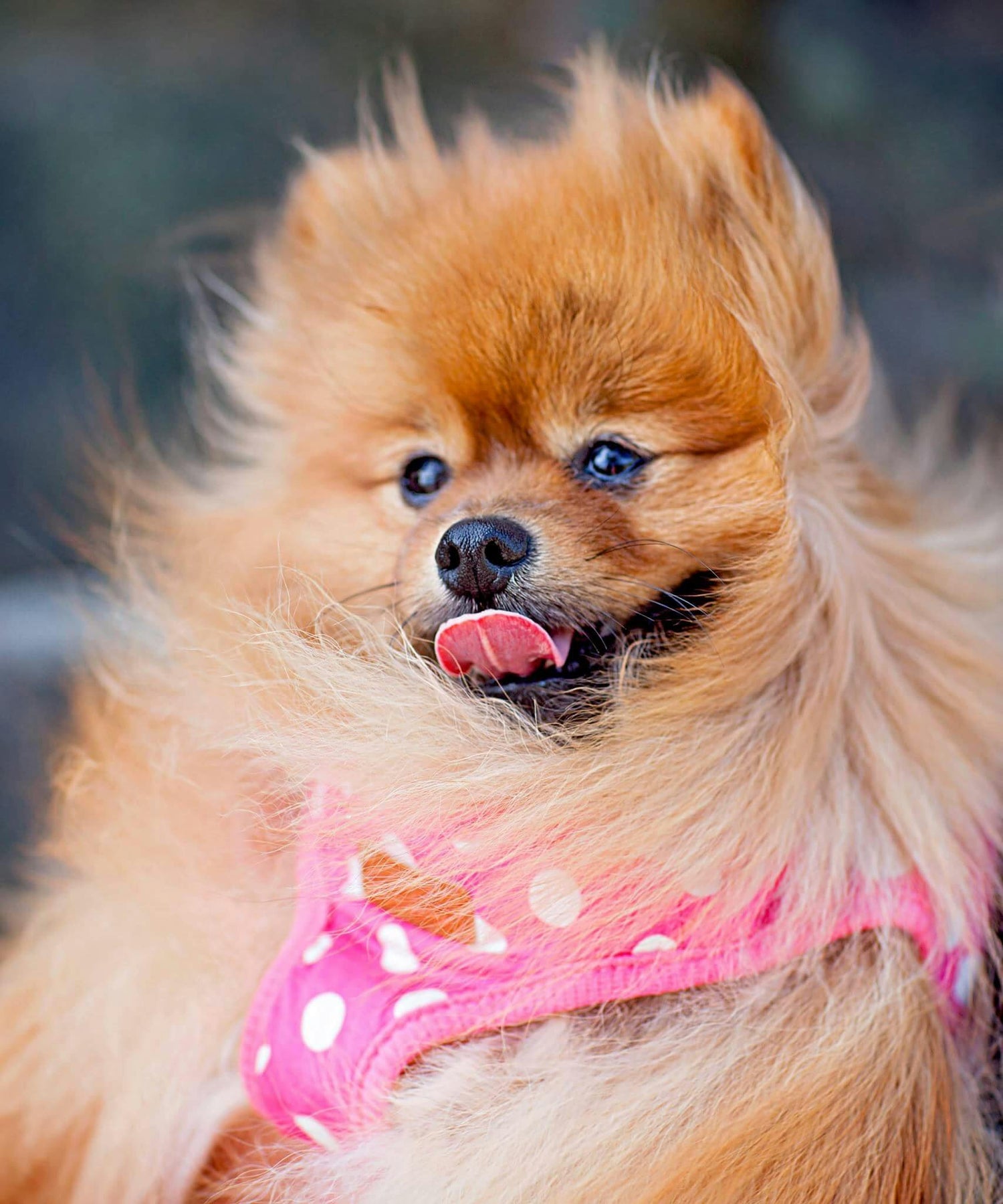 Pet Supplies